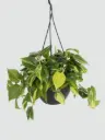 Philodendron Oxycardium Brasil Hanging Pot