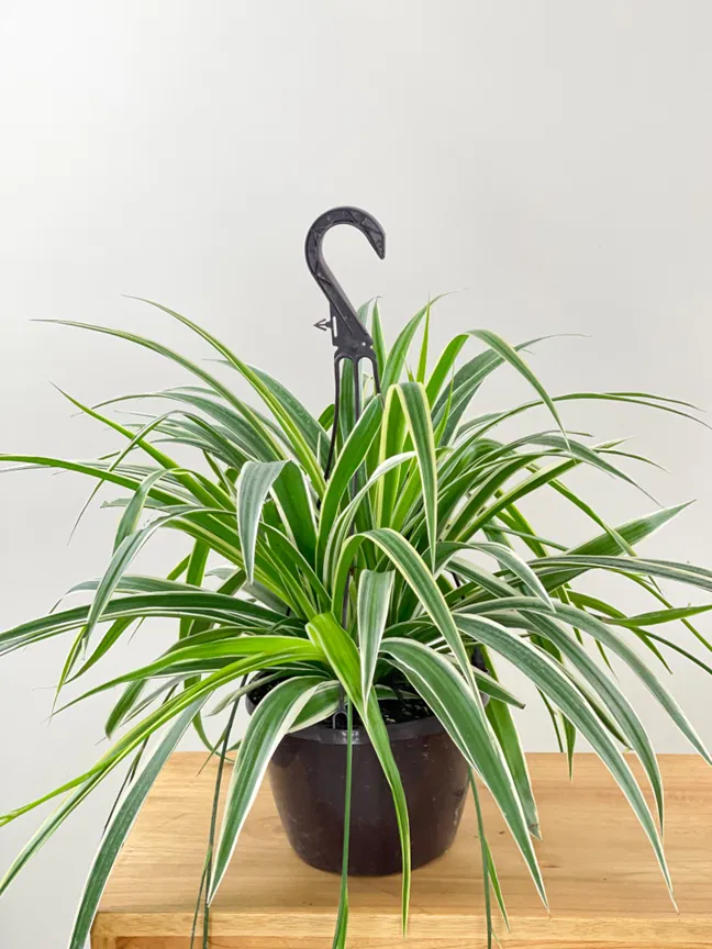 Spider Plant With Hanging Pot