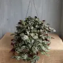 Wandering Jew Plant   With Hanging Pot