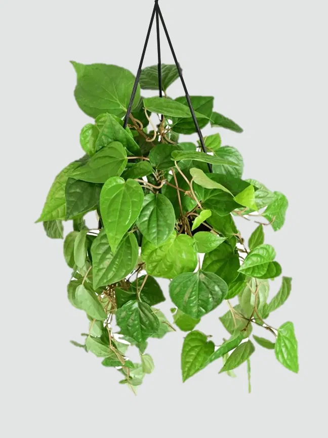 Betel Leaf (Magai Paan) With Hanging Pot 