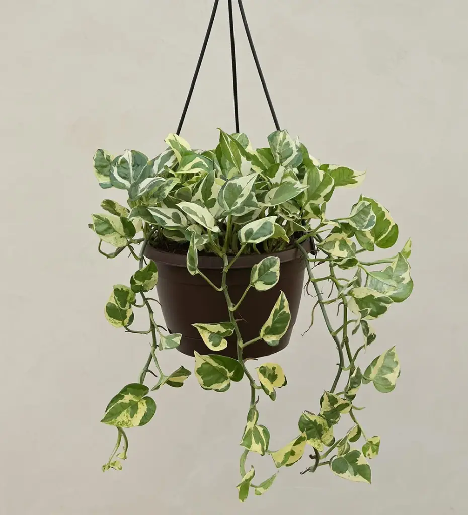 Money Plant N Joy With Hanging Pot 