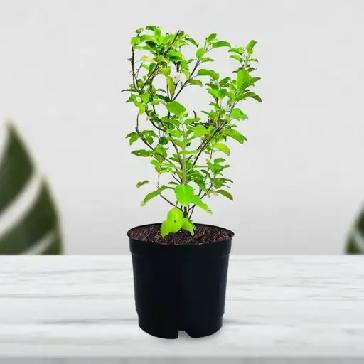 Tulsi Plant Tulsi Plant