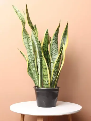 Snake Plant