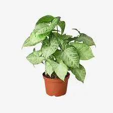 Syngonium Variegated Plant Syngonium Variegated Plant