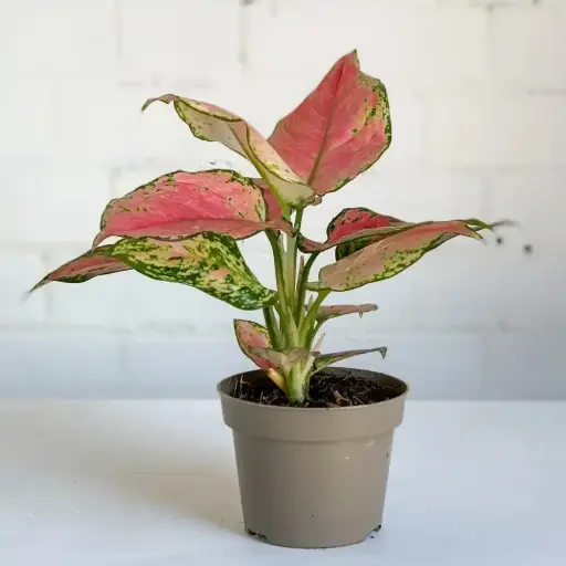 Aglaonema Lipstick Plant