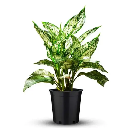 Green Aglaonema Plant