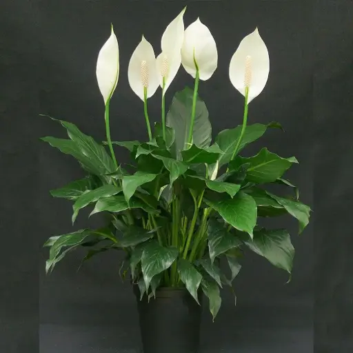 Peace Lily Plant
