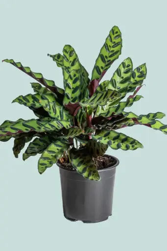 Peacock Plant