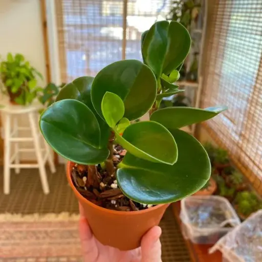 Baby Rubber Plants
