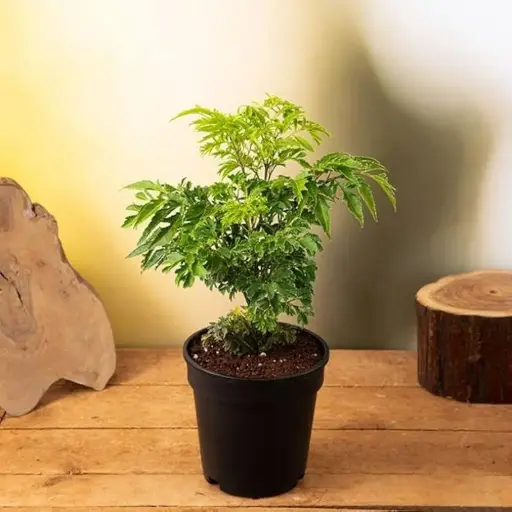 Aralia Plant