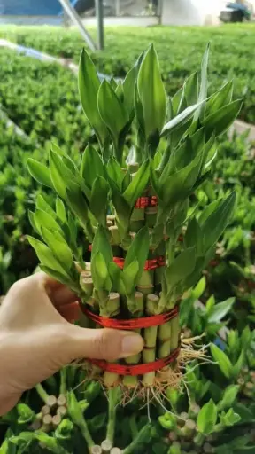 Lucky Bamboo Plant Layer 3