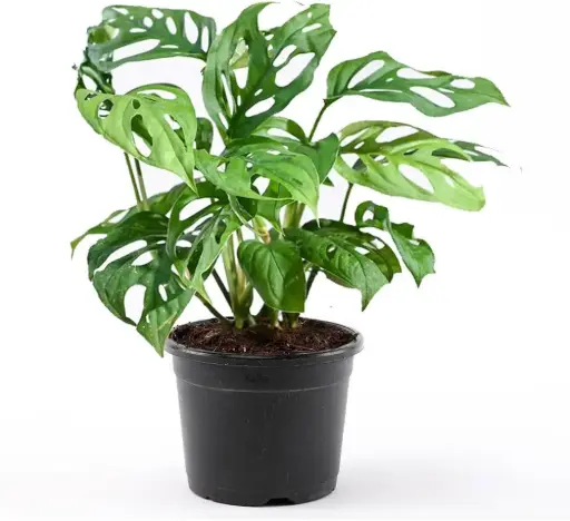 Broken Heart Plant
