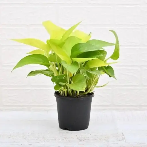 Money Plant