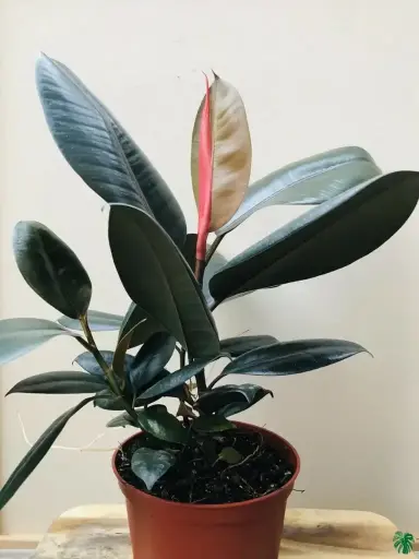 Rubber Plant