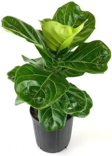 Fiddle Leaf Fig Plant