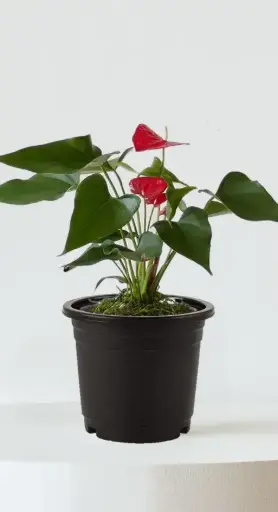 Anthurium Red Plant
