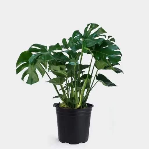 Monstera Deliciosa Plant