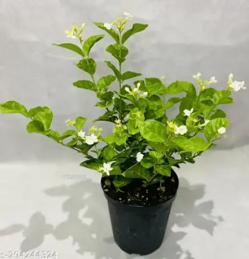 Mogra Plant