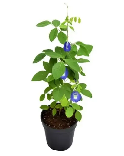 Aparajita Plant (creeper)