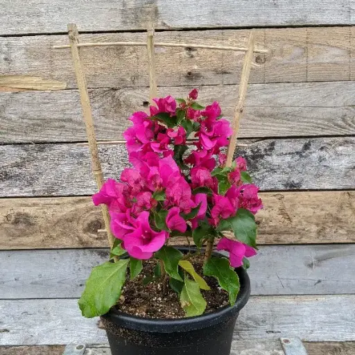 Bougainvillea Plant