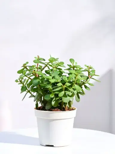 Jade Plant
