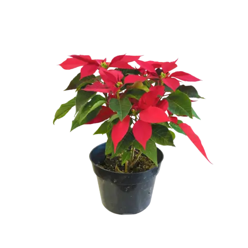 Poinsettia, Christmas Flower