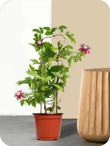 Krishna Kamal plant 