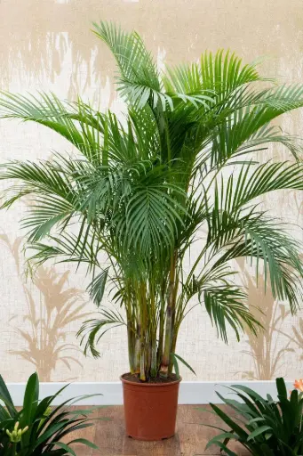 Areca Palm Plant (Big)