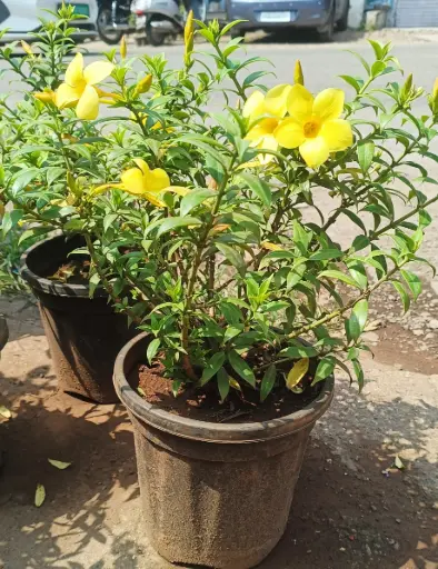 Allamanda Plant