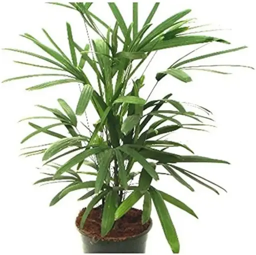 Rhapis Excelsa Palm Plant
