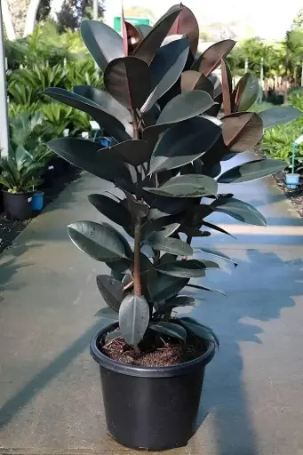 Rubber Plant (XL)