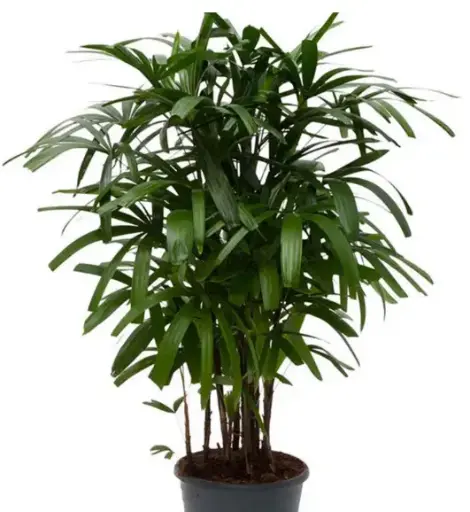 Rhapis-Lady Palm (XL)