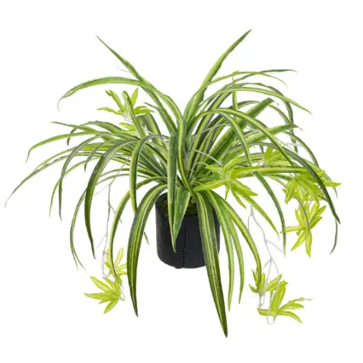 Spider Plant