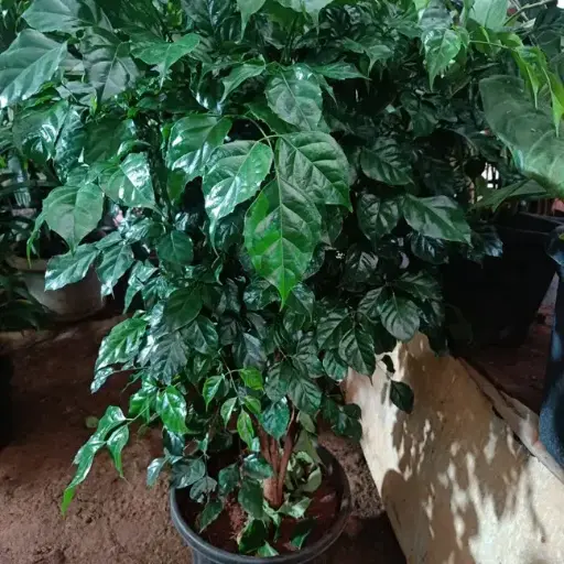 China Doll - XL Plant