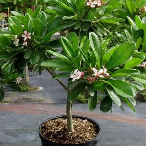 Chapa Plant (XL)