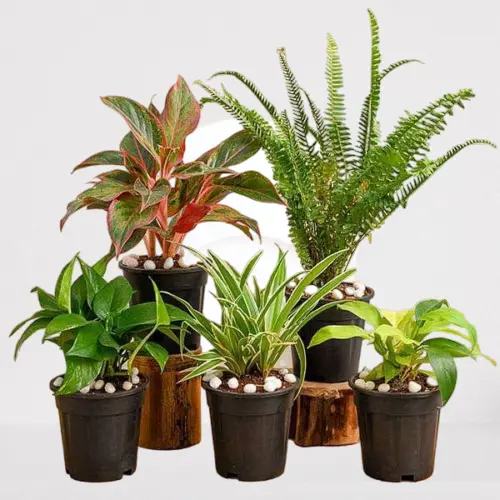 Air Purifying Live Plants for Indoor | Different Houseplants 