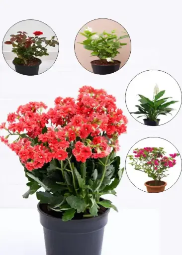 5 Best Flowering Plants