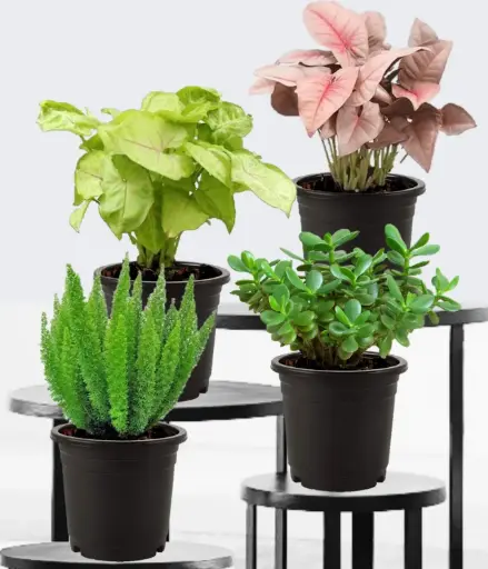 Top 4 Indoor House Plants for Indoor Decoration