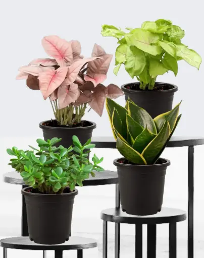 Top 4 Colorful Indoor House Plants for Indoor Decoration 