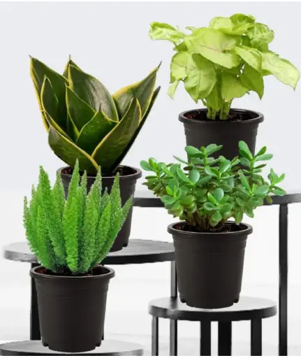 Indoor Top 4 Air purifying Plant