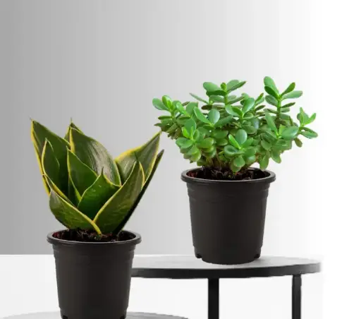 Air Purifying Plant Bundle- Snake Plant And Jade plant 