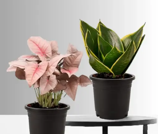 Air Purifying Plant Bundle- Snake Plant And Variegated Syngonium Plant