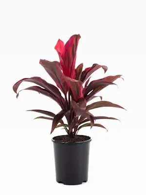 Dracena Red Plant