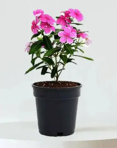 Periwinkle Plant (Sadabahar)