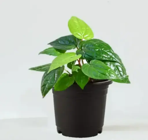 Betal Leaf Plant (Paan)