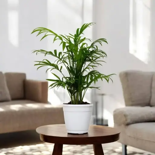 Areca Palm Plant