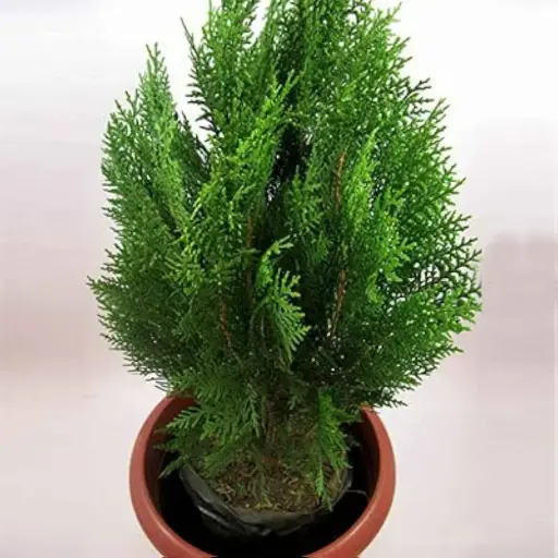 Morpankhi Plant