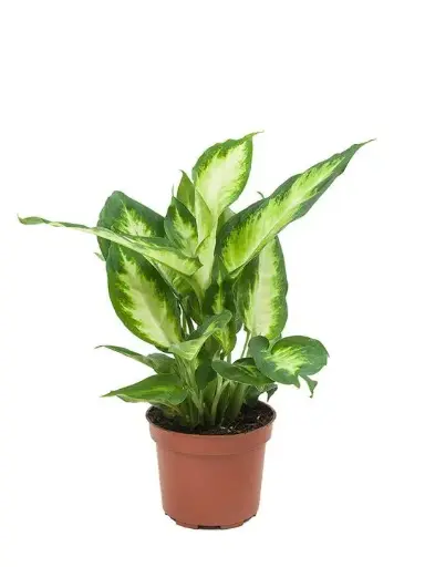 Dieffenbachia Plant
