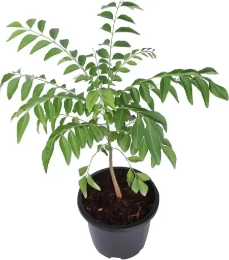 Kadi Patta Plant