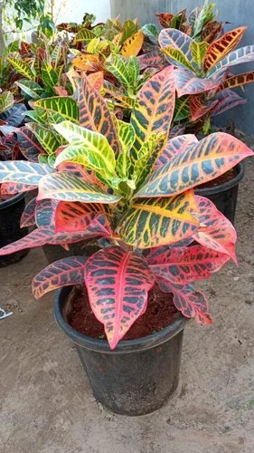  Croton Plant